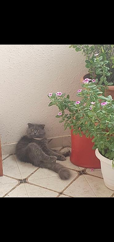 cat ruletka: Britan yastı qulaq, Erkək, Cütləşmə üçün, Ünvandan götürmə, Ödənişli çatdırılma — 3