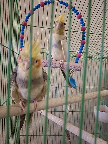 Tutuquşları: Nimfa (Cockatiel) cütü – boz-ağ-qara ləkəli lələklər, sarı çəlpiyi və — 1