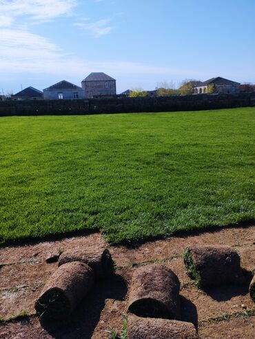 Süni qazon: Rulon qazon - Peşəkar qazon plantasiyasından kəsilib rulon halında — 8