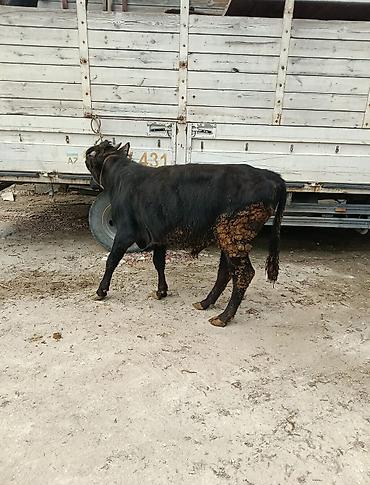 Inəklər, öküzlər: Inəklər, öküzlər — 7