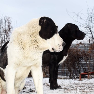 İtlər: Алабай (Alabay) Племенной питомник предлагает щенков среднеазиатской — 6