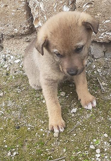 İtlər: Alman çoban iti, 2 ay, Erkek, Ünvandan götürmə — 4