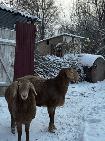 Бараны, овцы: Продаю | Овца (самка), Баран (самец) | Арашан — 1