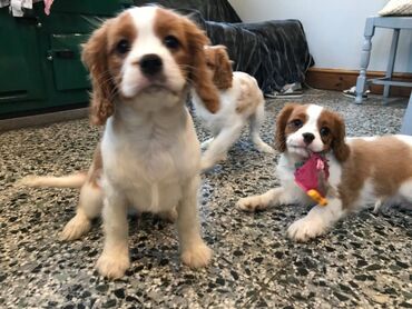 Άλλα: Κουτάβια Cavalier King Charles. Τα γοητευτικά κουτάβια Cavalier King