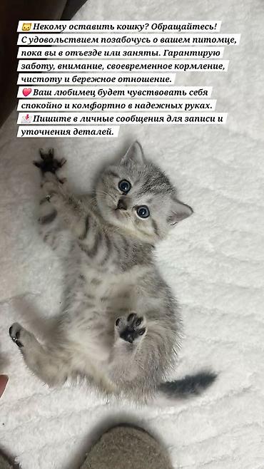 🐱 Некому оставить кошку? Обращайтесь! С удовольствием позабочусь о at lalafo.kg 🐱 Некому оставить кошку? Обращайтесь! С удовольствием позабочусь о