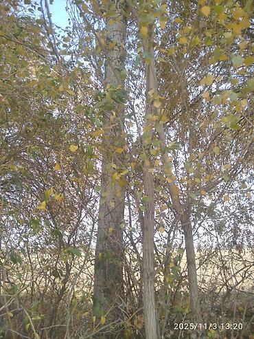 Тополь: Тополя для озеленения/живой изгороди - Порода: тополь (пирамидальный — 22