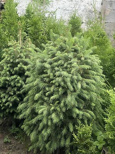 ёлки зелёные: Все виды хвойных растений🌲 •Голубые, зелёные, тянь-шаньские ели •Туи — 2