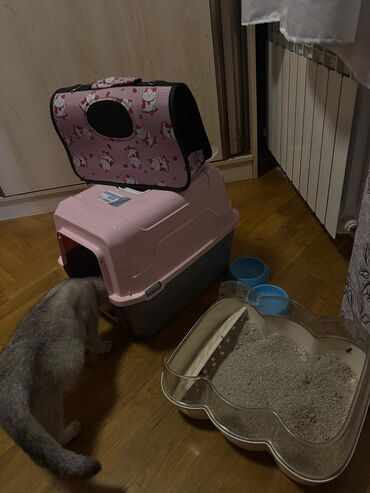 Pişiklər: Şotland yastı qulaq, Dişi, Yaxşı əllərə, Ödənişli çatdırılma — 12