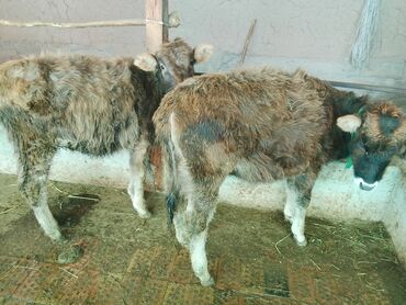 Коровы, быки: Продаю | Тёлка | Алатауская, Полукровка | Для разведения | После отела — 21