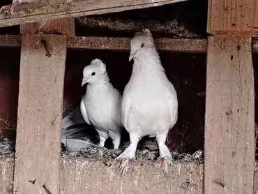 русская голубая кошка цена: Salam cutu15manat hazir bala veren quslar qiymete gore narahat