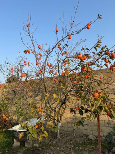 Bağ evlərinin satışı: Sumqayıt, 120 kv. m, 4 otaqlı, Hovuzsuz, Kombi, Qaz, İşıq — 7