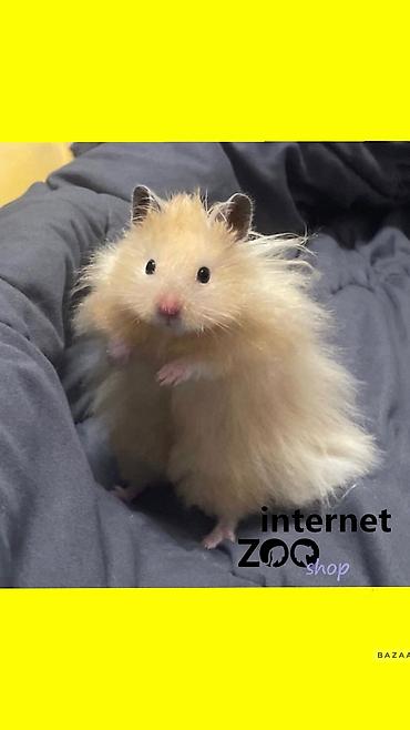 Хомяки: Продаются хомячки джунгарские, сирийские, ангорские пушистые хомячки — 23