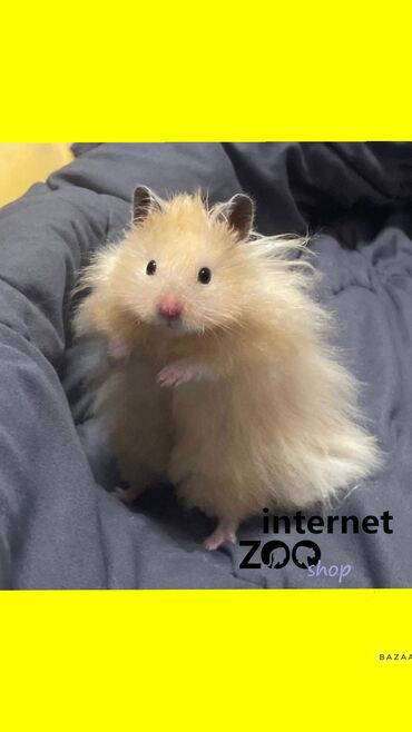 Хомяки: Продаются хомячки джунгарские, сирийские, ангорские пушистые хомячки — 8