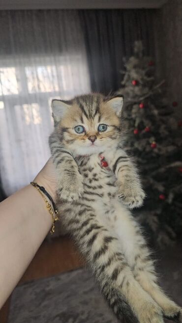 Pişiklər: Ağ balaca pişik balası – mavi gözlü, tükləri yumşaq və sıx. Üzündə və — 7