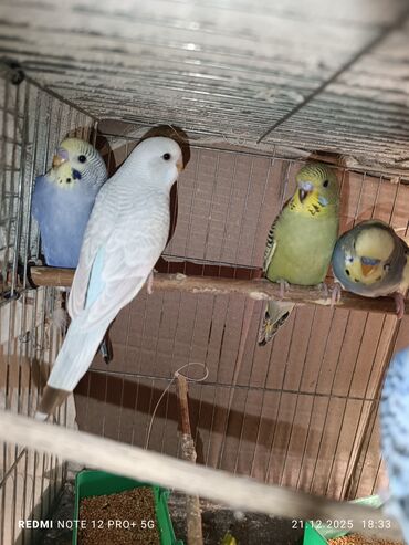 Tutuquşları: Məhsul: Dalmatian/xallı və klassik rəng çeşidlərində nimfa deyil — 1