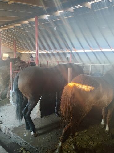 животные лошади: Продаю | Кобыла (самка), Конь (самец), Жеребец | На забой