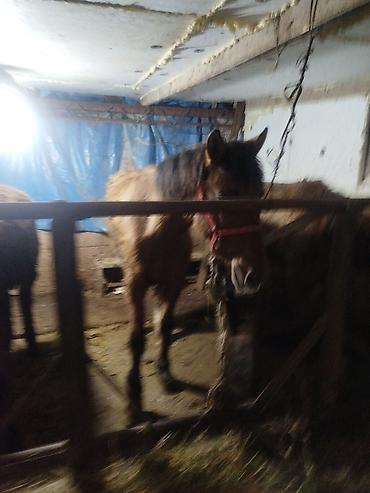 Лошади, кони: Продаю | Жеребенок | Рабочий — 2