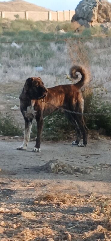 İtlər: Qurdbasar, 3 il, Erkek, Peyvəndli, Ödənişli çatdırılma — 5