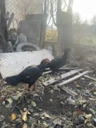 дом кролика: Дакан мекиш срочно 18000