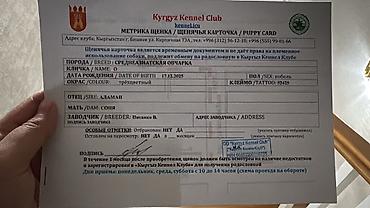 овчарка кавказская: Алабай, 9 месяцев, Самец, С родословной — 5