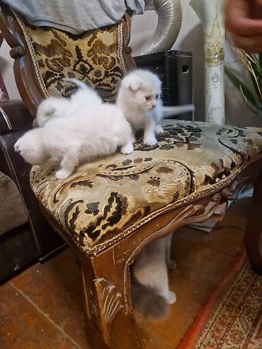 pisik ucun evler: Şotland yastı qulaq — 7