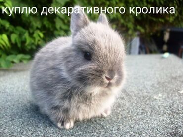 норка животные: Милый декоративный кролик, идеально подходящий для содержания в