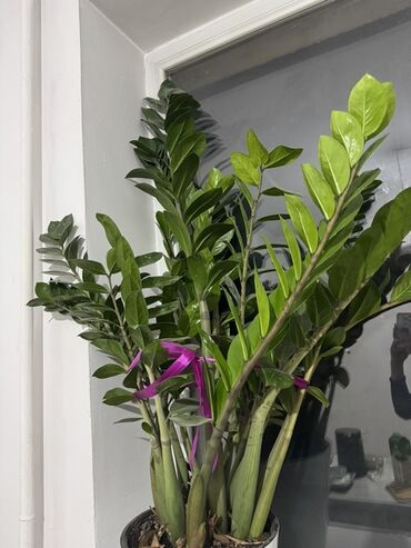 петуния цветы купить: 🌿 Продаю замиокулькас (долларовое дерево) 🌿 ✨ Красивое и пышное