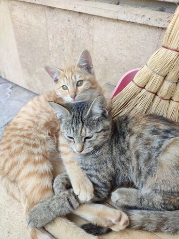 сиамские котята в дар: Отдаются в хорошие добрые руки котята- подростки (мальчик и девочка)