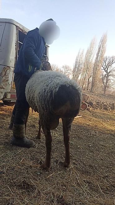 Баран, овца: Продаю | Баран (самец) | Гиссарская | На забой, Для разведения | Осеменитель — 1
