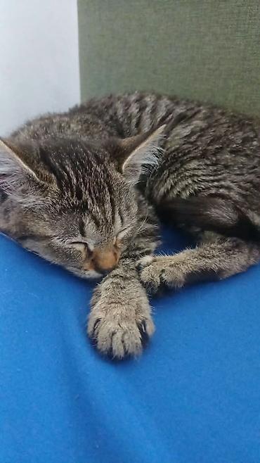 Отдам даром кошку: Кошка даром: Беспородная, 1 месяц, Девочка, Приучена к лотку — 3
