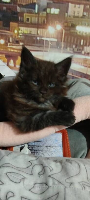 Продажа кошек: Котенок мальчик мейнкун