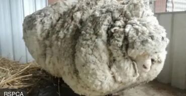 Лекарства для с/х животных: Qoyun yunu satılır.Çəkisi 700 kq.Çirklidir.Real alıcılar əlaqə