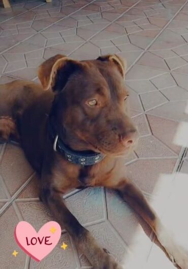 İtlər: Pitbul, 1 il, Erkek, Peyvəndli, Ünvandan götürmə