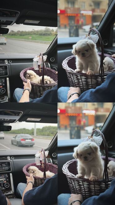 İtlər: Pekines, 2 ay, Dişi lalafo.az -da İtlər: Pekines, 2 ay, Dişi