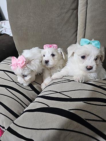 Psi: Na prodaju cistokrvni stenci maltezera. Ostenjeni 24.12.25. 4 zenkice — 9