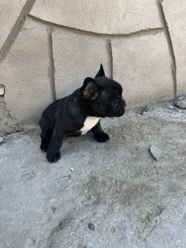 guclu itler: İngilis buldoqu, 2 ay, Dişi, Peyvəndli, Ünvandan götürmə
