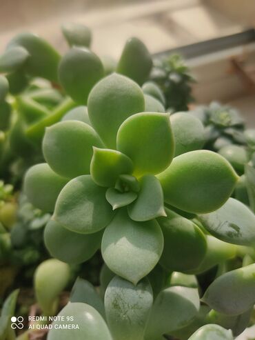 Другой декор и предметы интерьера: Распродажа по 300 сом и выше — 18