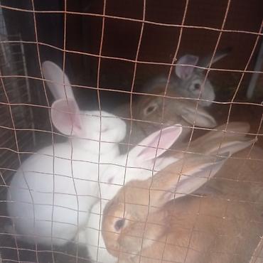 Кролики: Продаю | Крольчата — 8