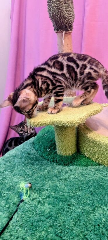 Продажа кошек: Бенгальская, 2 месяца, Мальчик, Приучена к лотку, Проглистована, С документами — 3