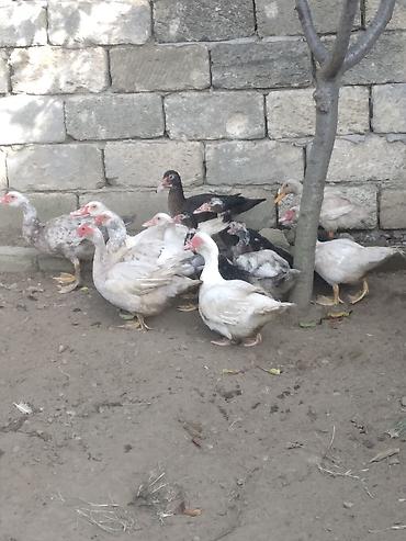 ordek adlari: Satılır müxtəlif rəngli hind ördəkləri 13 denedi hamsi 150 m (Muskus — 1
