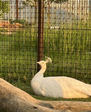 белый голубь: Срочно продам белого павлина