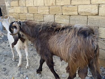 Keçi, çəpiş: Hələbdi safqan əsl saxlanmalı heyvandı, cavandı çox iri heyvandı başqa — 10