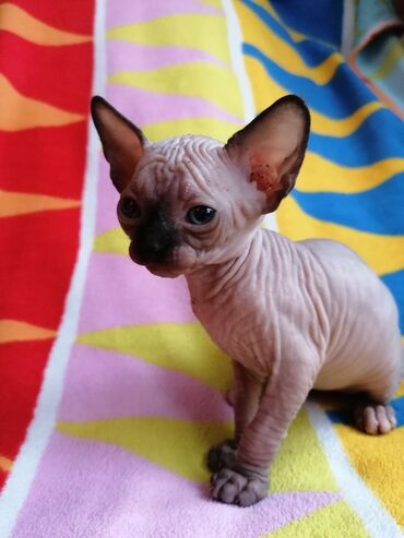 Άλλα: We have males and females sphynx kittens available, up to date in
