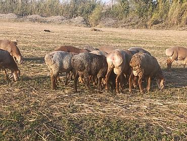 Продам с/х животных: Продаю | Баран (самец) | Арашан | Для разведения | Племенные — 4