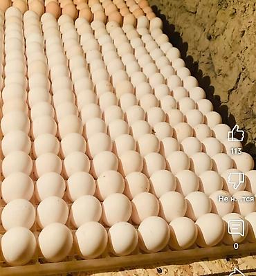 Яйца: Домашние яйца. Приглашаем к сотрудничеству продуктовые магазины — 5