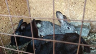 карликовые кролики: Продаю | Крольчата | Белый великан, Калифорнийская, Декоративная | На забой, Для разведения | Племенные