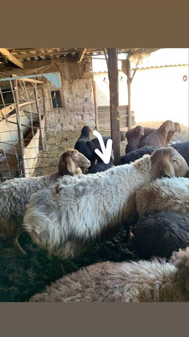 овцы гиссары: Продаю | Баран (самец) | Гиссарская | На забой, Для разведения