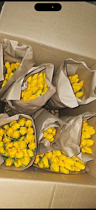 Букеты из живых цветов: Тюльпаны Голландские от 85с ОПТОМ (Район ж/м Кок Жара) ул — 16