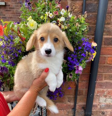 Αξιολάτρευτα κουτάβια Pembroke Welsh Corgi για δωρεάν υιοθεσία