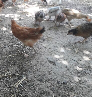 Inəklər, öküzlər: Toyuq cücələri, Damazlıq, Pulsuz çatdırılma, Ödənişli çatdırılma